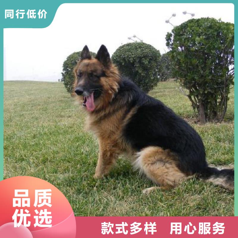 德国牧羊犬马犬匠心工艺