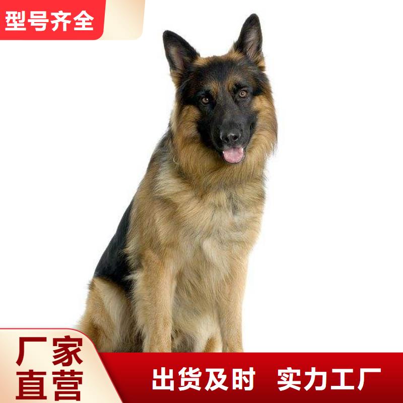 【 德国牧羊犬_马犬用心经营】|39065.com