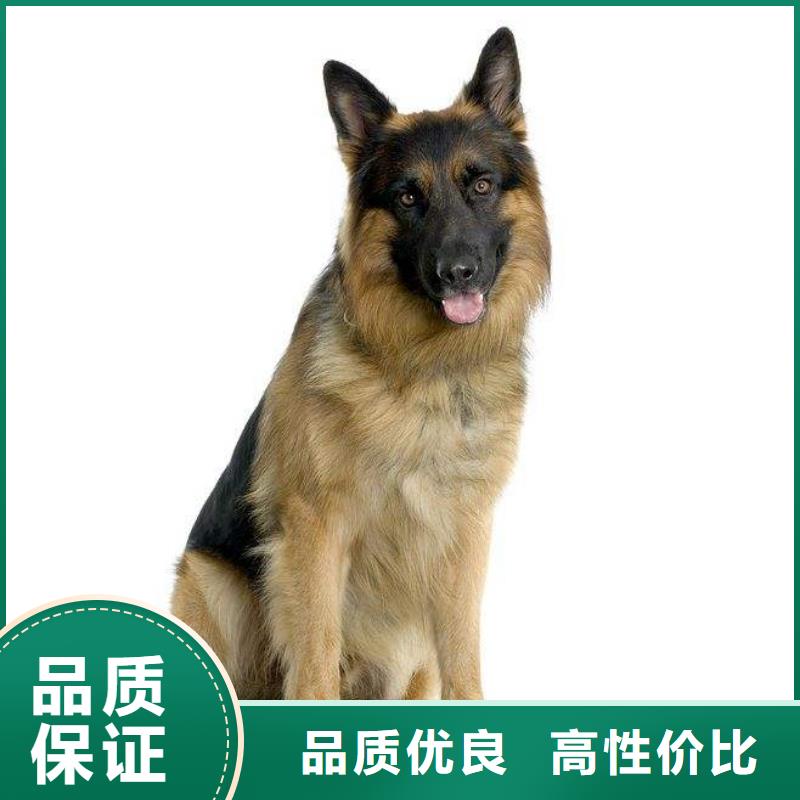 德国牧羊犬比特犬一站式供应