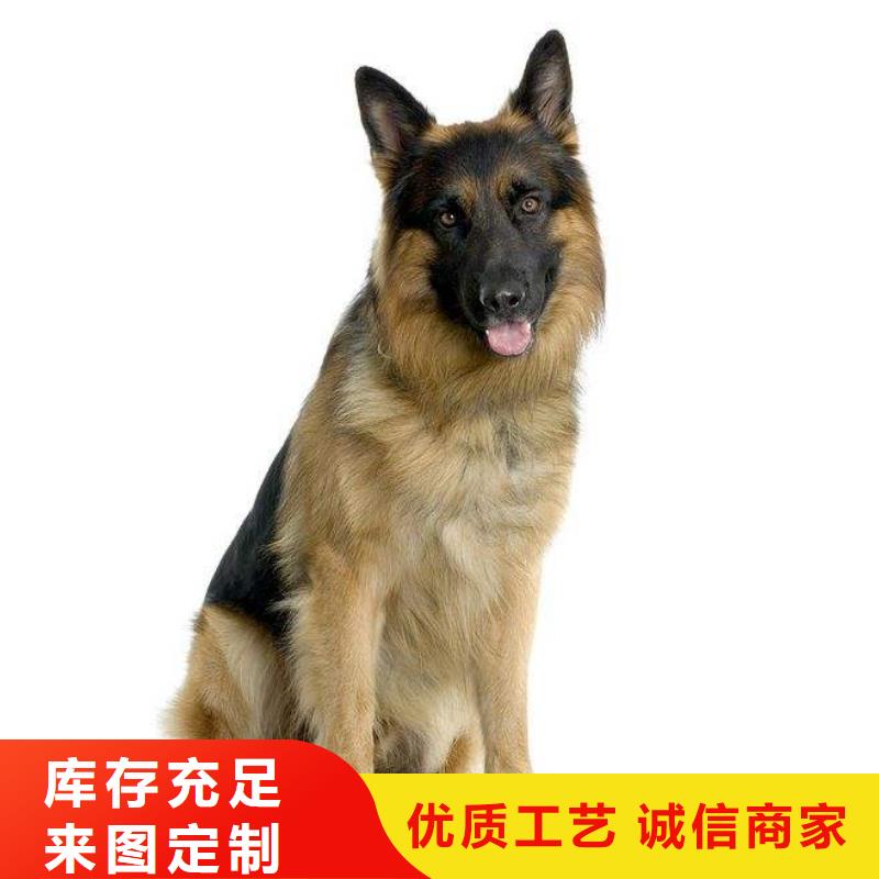 德国牧羊犬马犬匠心工艺