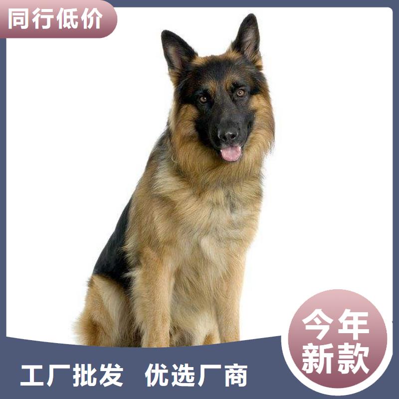 德国牧羊犬,杜宾犬0中间商差价