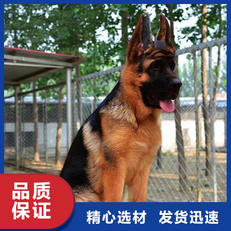 【德国牧羊犬】_马犬欢迎新老客户垂询