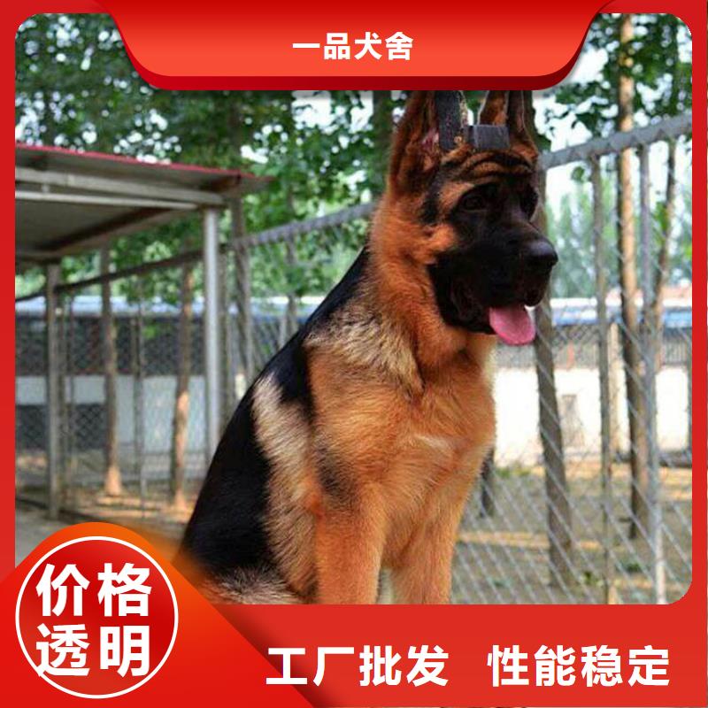 德国牧羊犬黑狼送货上门