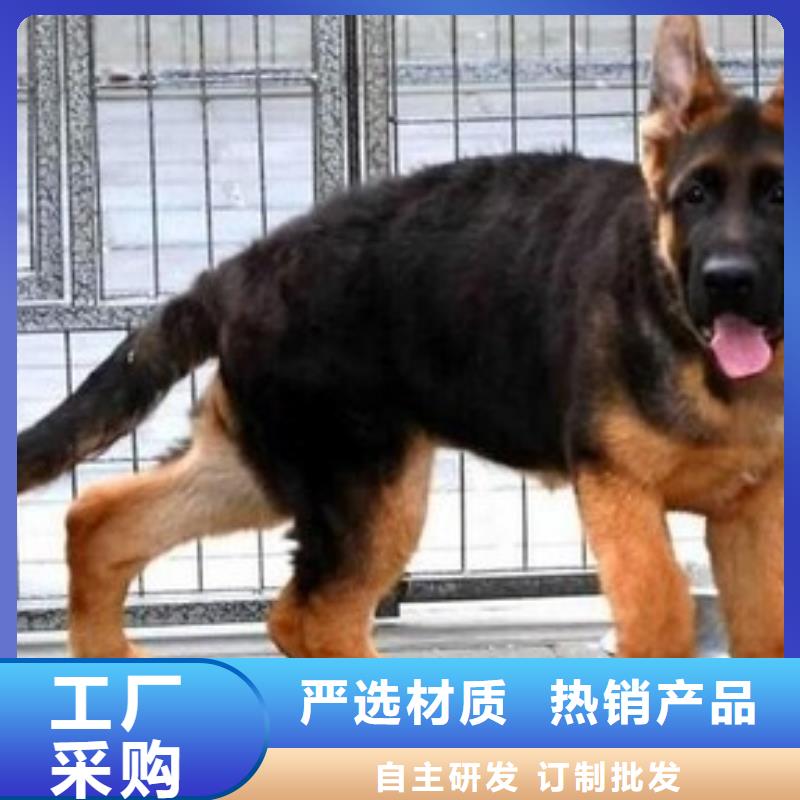 【德国牧羊犬】杜宾犬市场行情