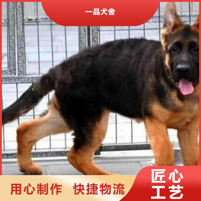 德国牧羊犬,罗威纳犬本地配送