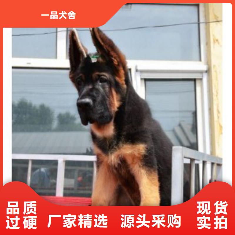 德国牧羊犬-马犬匠心品质