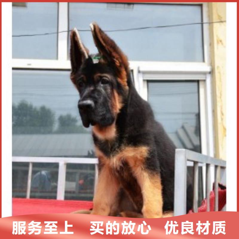 德国牧羊犬杜宾犬国标检测放心购买