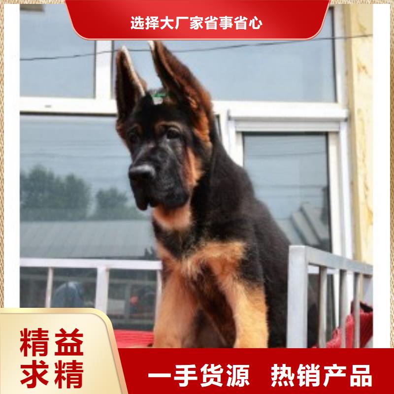 德国牧羊犬德牧犬好货有保障