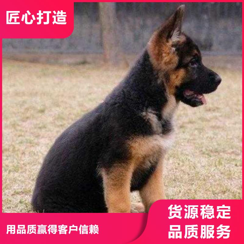 【德国牧羊犬德牧犬原厂制造】