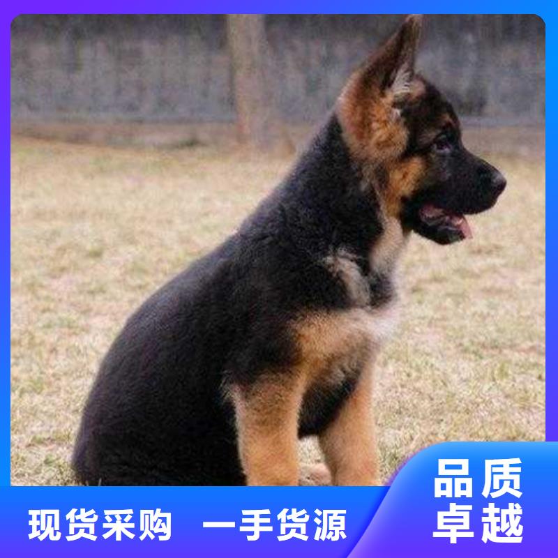 【德国牧羊犬比特犬物美价优】