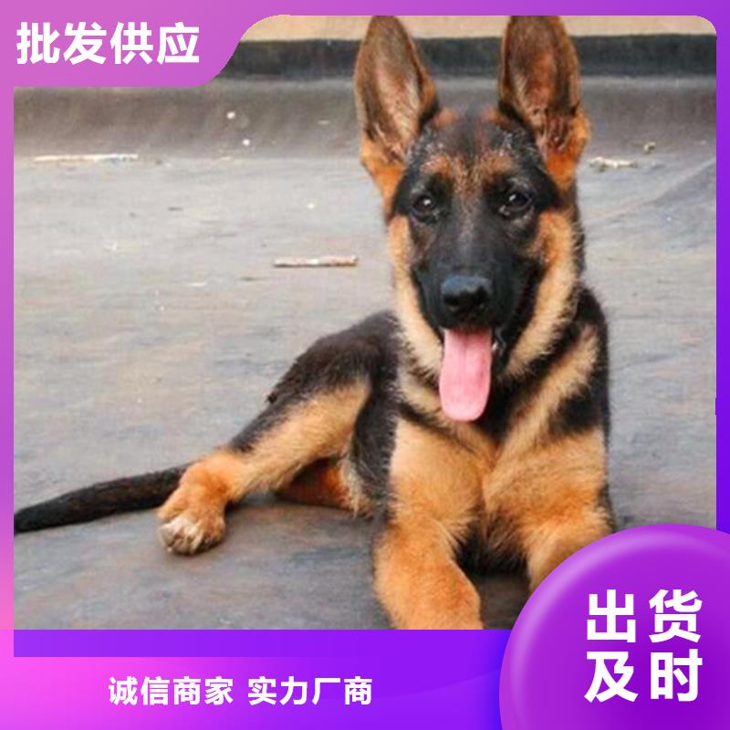 【 德国牧羊犬_马犬用心经营】|39065.com