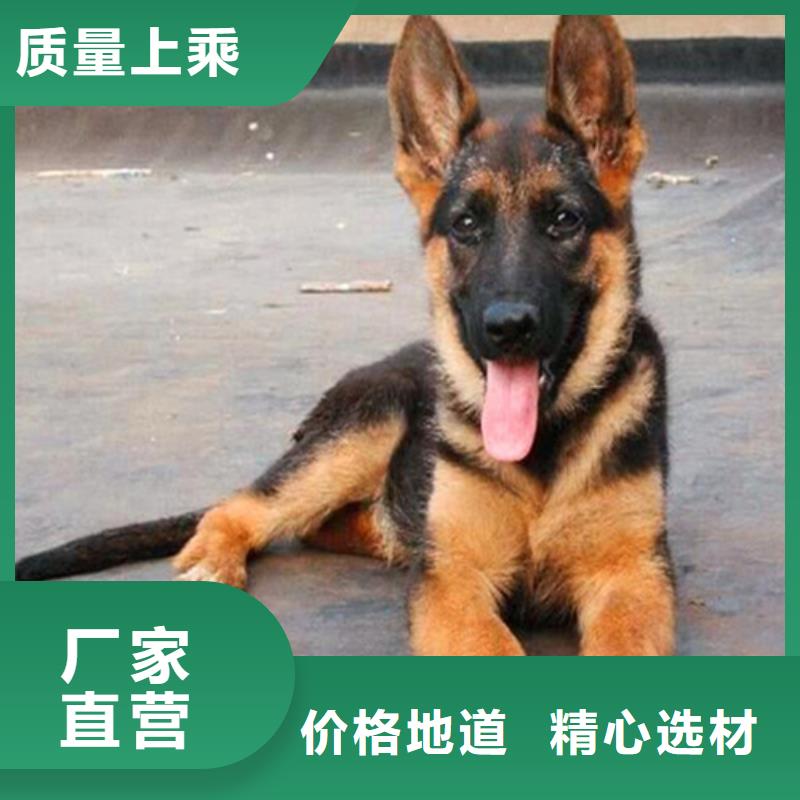 一品【 德国牧羊犬-比特犬支持定制】云商赢企