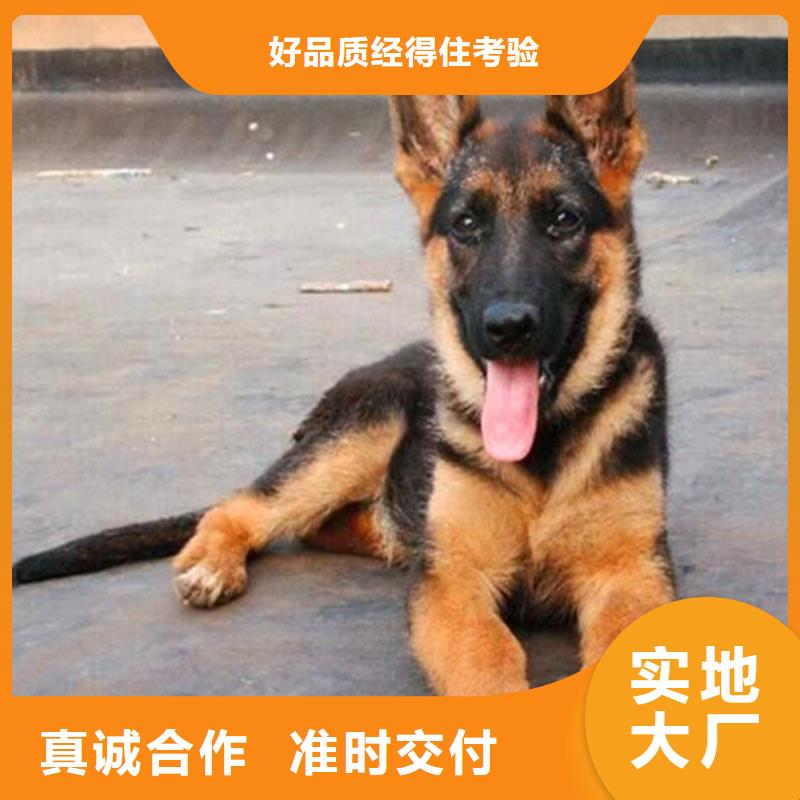 【德国牧羊犬】_马犬欢迎新老客户垂询