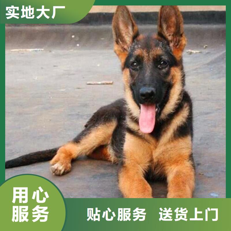 德国牧羊犬,杜宾犬0中间商差价