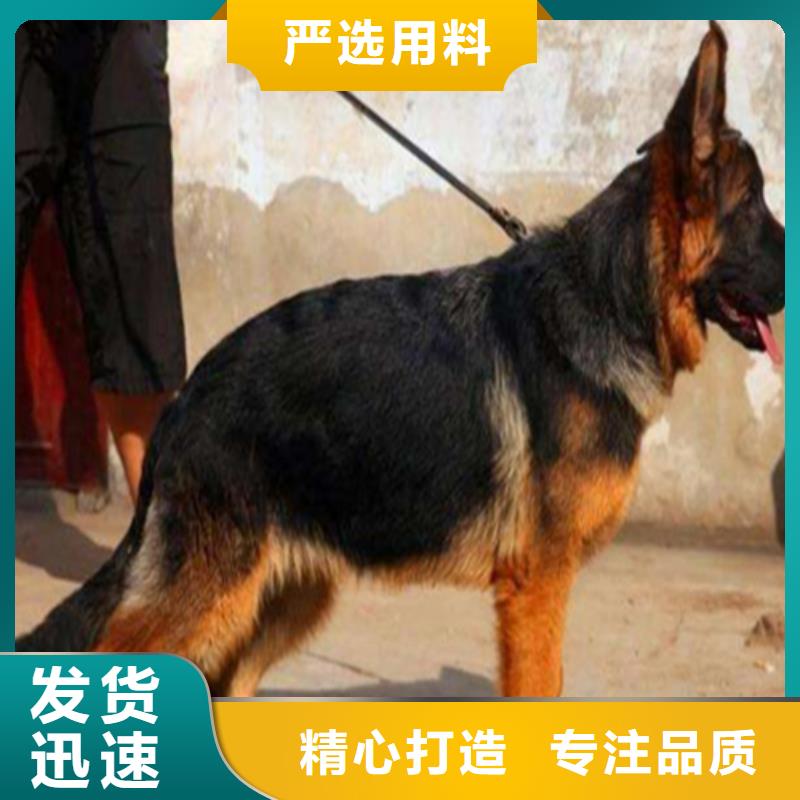 德国牧羊犬罗威纳犬品质保证