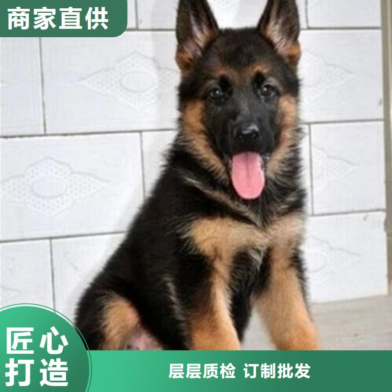 【德国牧羊犬黑狼放心购】