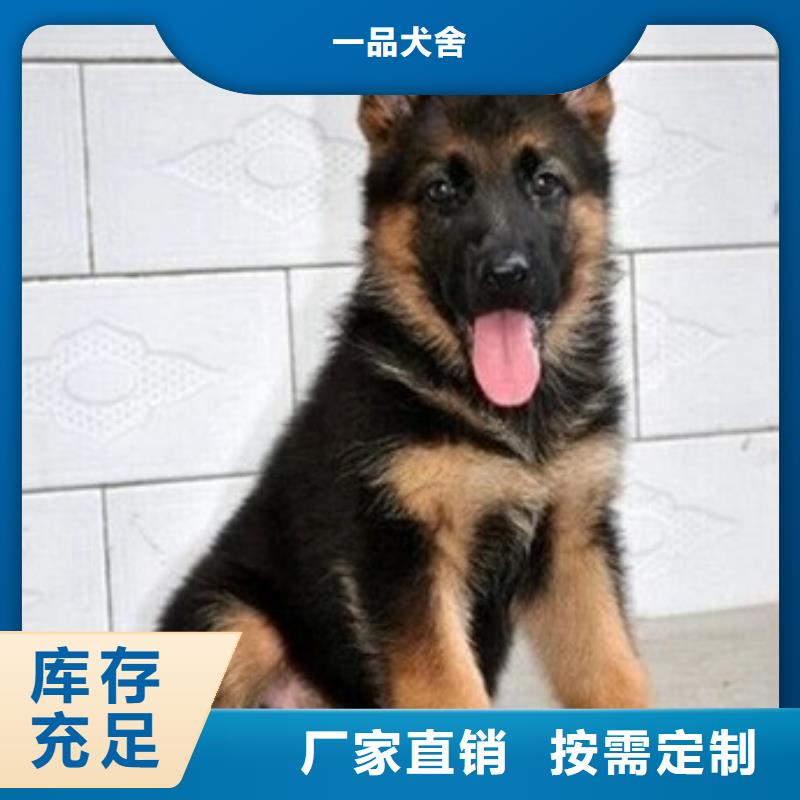 【德国牧羊犬】_马犬欢迎新老客户垂询