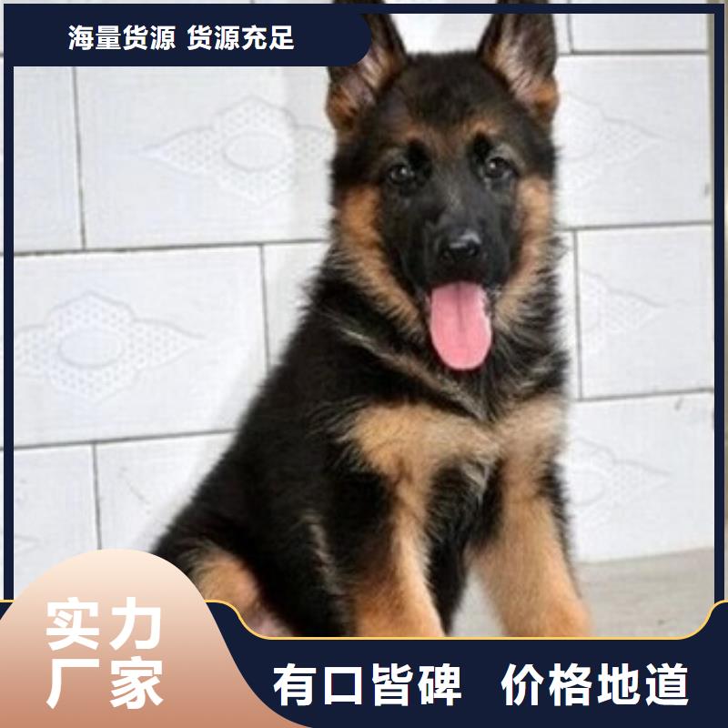 德国牧羊犬卡斯罗犬分类和特点