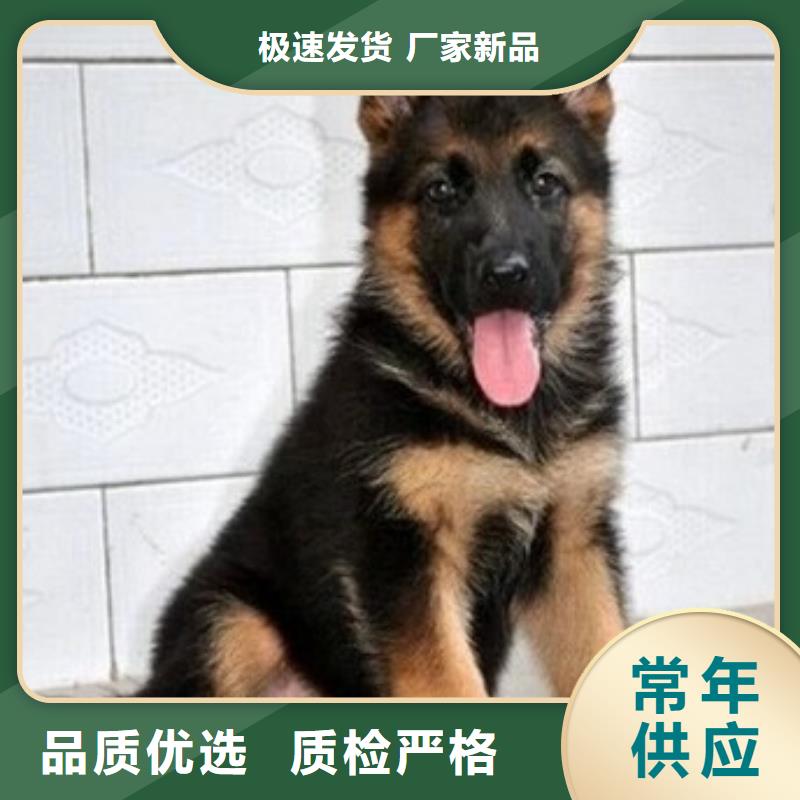 德国牧羊犬杜宾犬真正的源头厂家