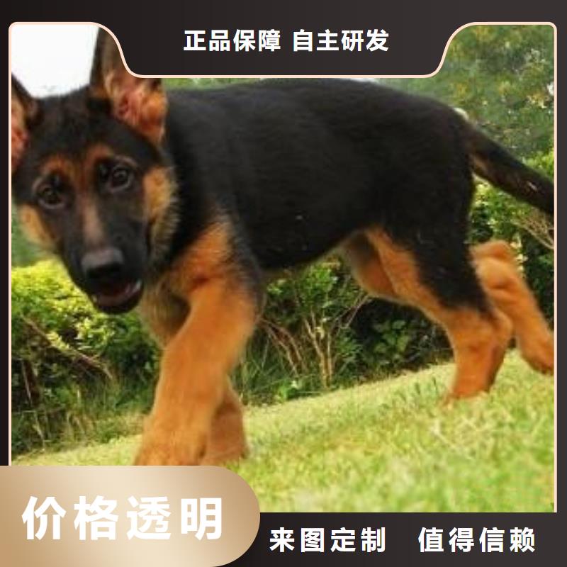 一品【 德国牧羊犬-比特犬支持定制】云商赢企