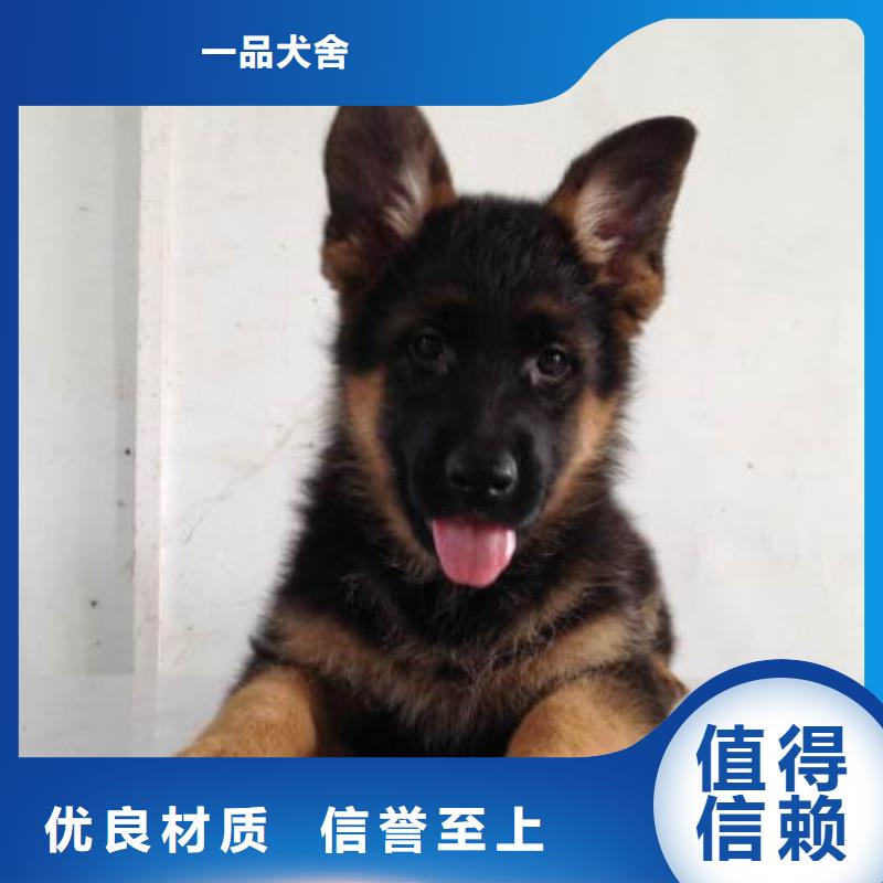 德国牧羊犬卡斯罗犬客户好评