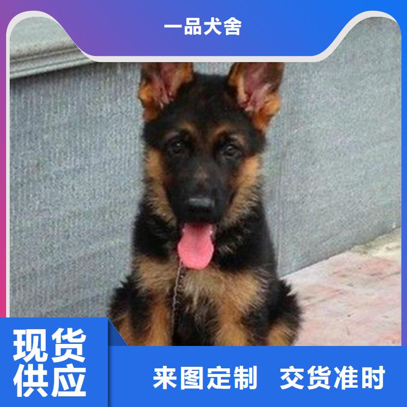 【德国牧羊犬德牧犬原厂制造】