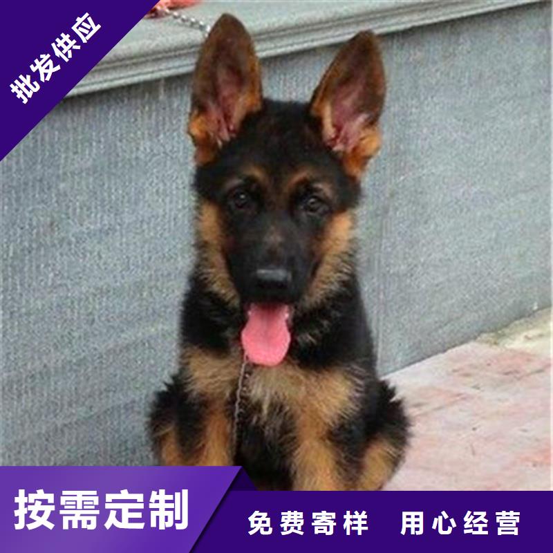 德国牧羊犬杜宾犬放心购