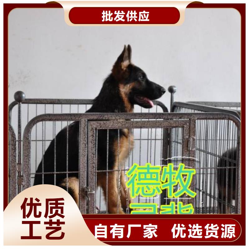德国牧羊犬杜宾犬国标检测放心购买