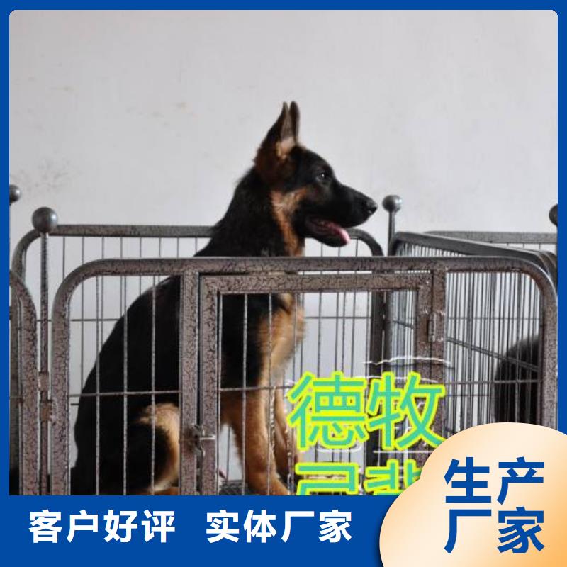 德国牧羊犬卡斯罗犬客户好评