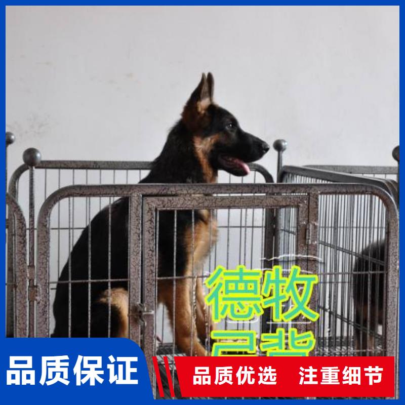 【德国牧羊犬】杜宾犬市场行情