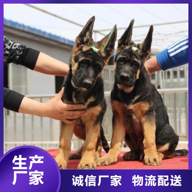 德国牧羊犬罗威纳犬真正的源头厂家