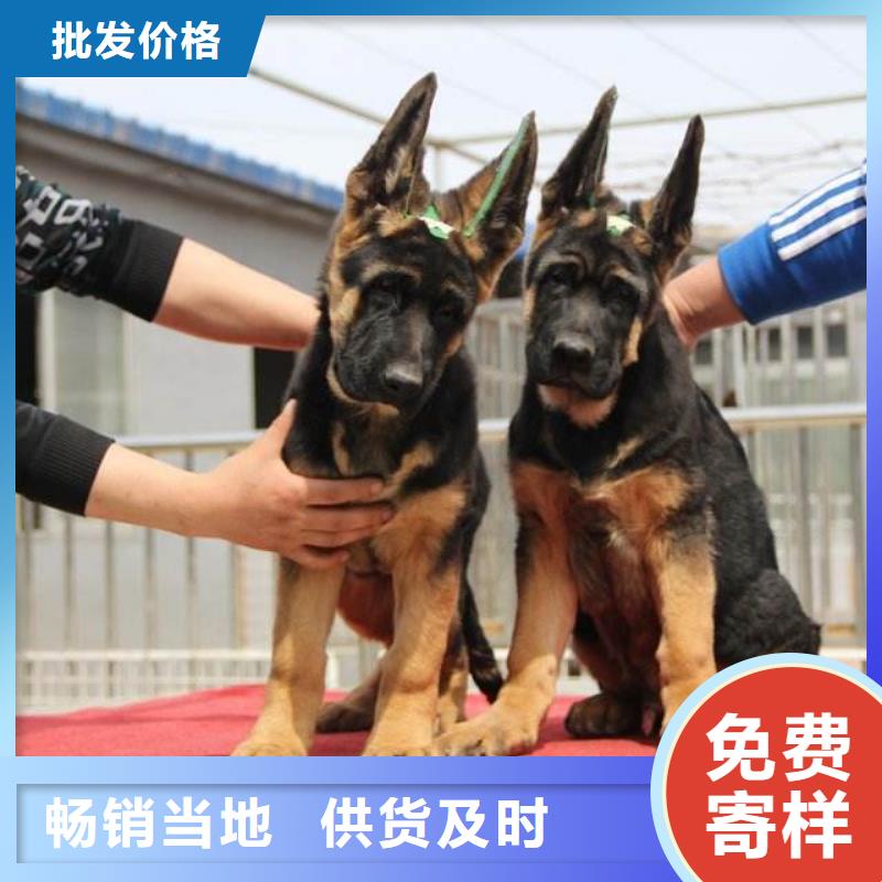 德国牧羊犬马犬细节决定品质