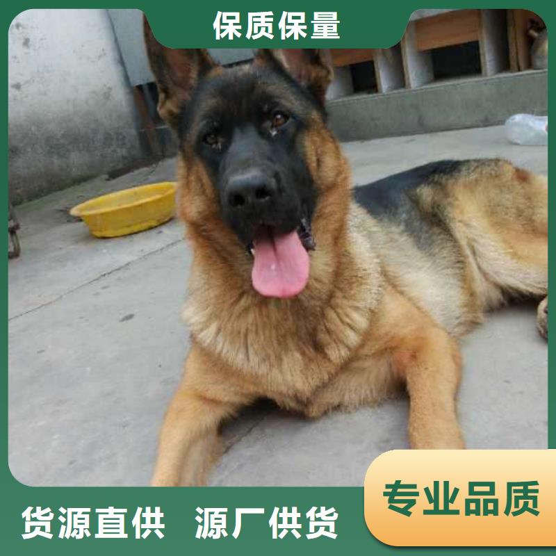 【德国牧羊犬】马犬库存量大