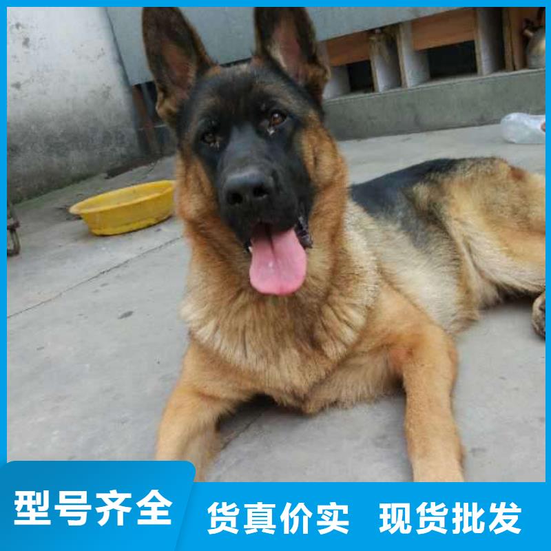 【德国牧羊犬】杜高犬快速物流发货