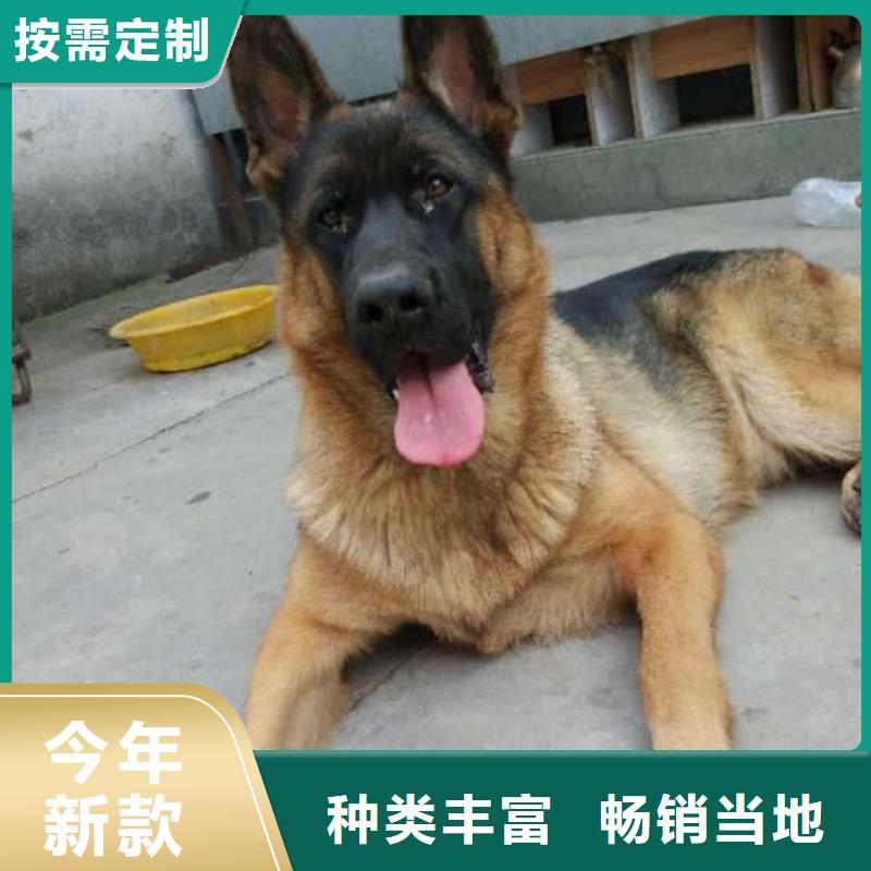 德国牧羊犬马犬产品性能