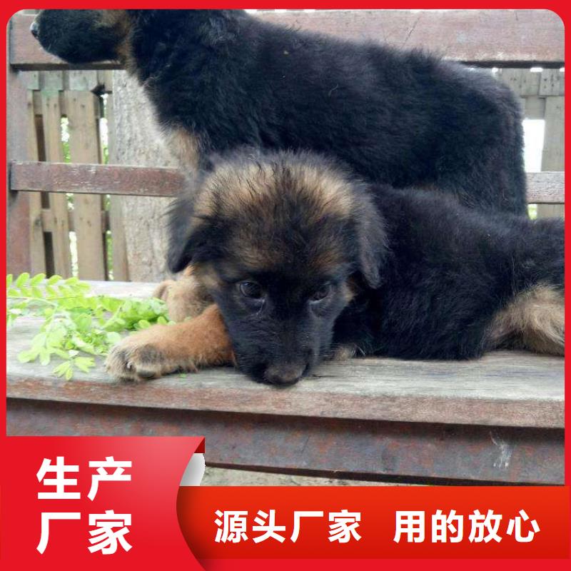 德国牧羊犬马犬质量好