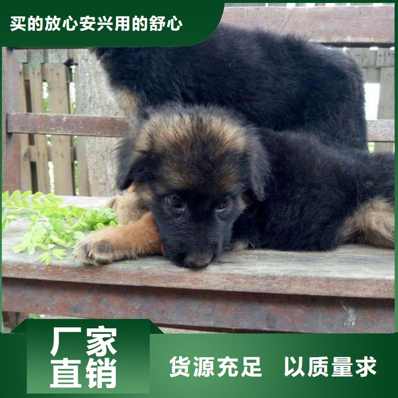 德国牧羊犬,马犬产地采购