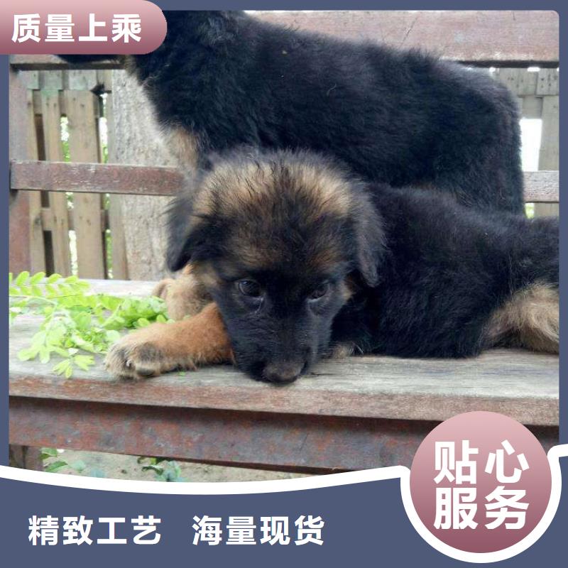 德国牧羊犬罗威纳犬品质保证