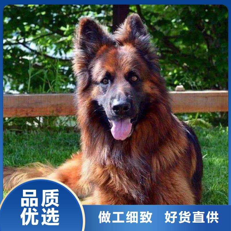 德国牧羊犬拉布拉多犬精选优质材料