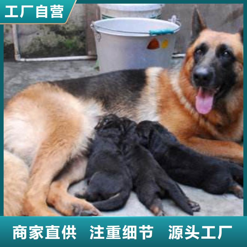 【德国牧羊犬】德牧犬让客户买的放心