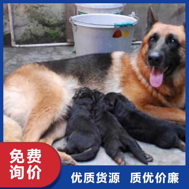 德国牧羊犬,马犬免费询价