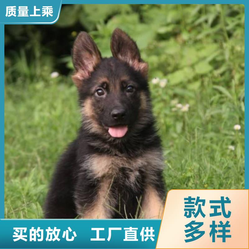 德国牧羊犬,马犬产地采购