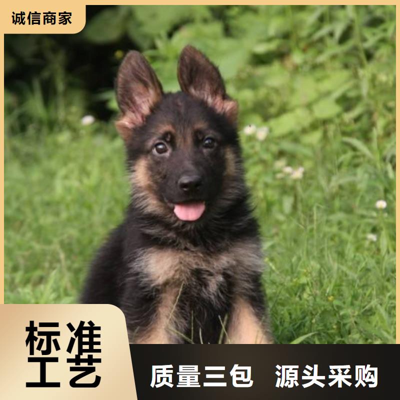 德国牧羊犬德牧犬厂家直销直供