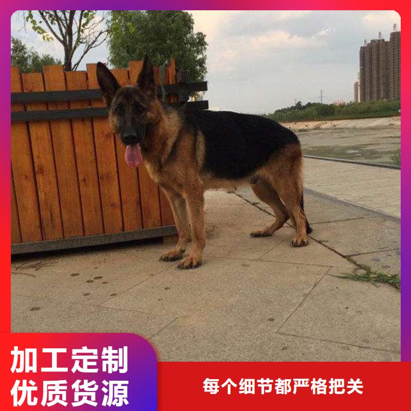 德国牧羊犬_德牧犬支持定制