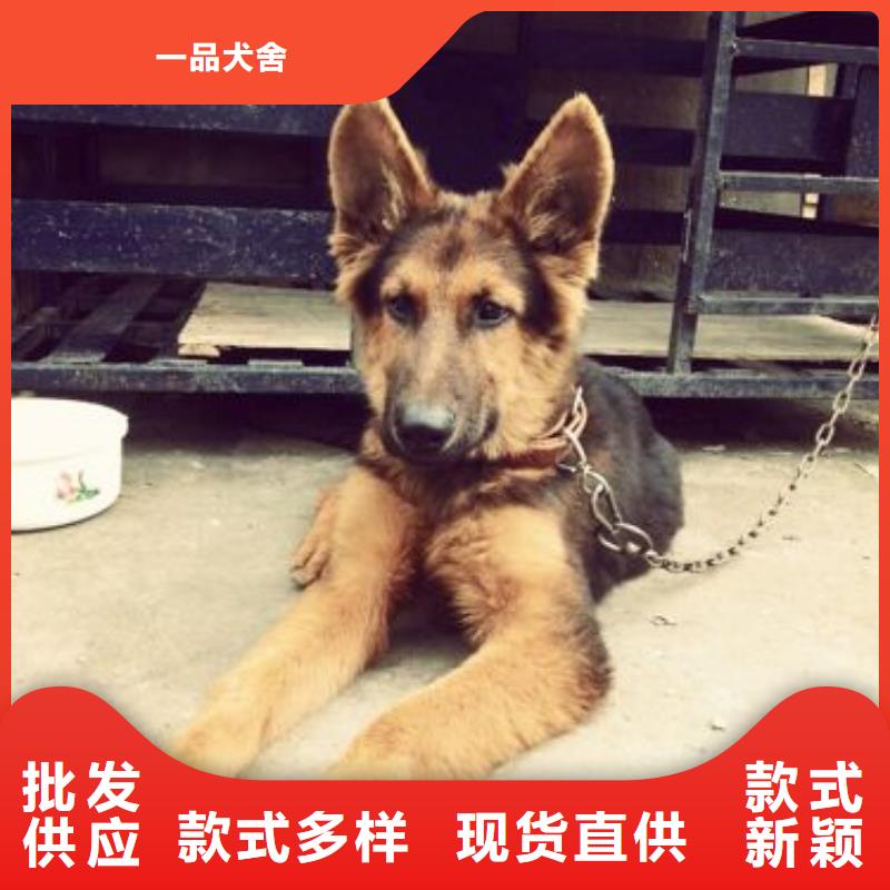 德国牧羊犬-杜宾犬技术先进