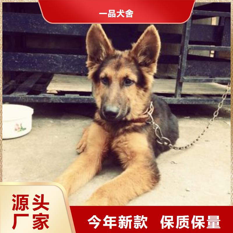 德国牧羊犬,马犬极速发货