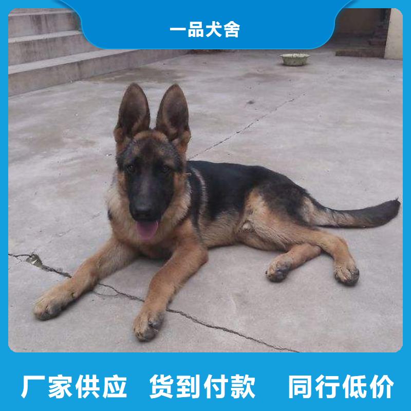 德国牧羊犬,马犬极速发货